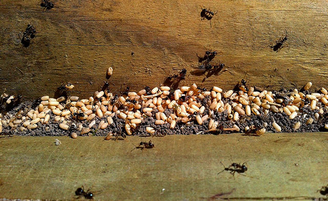 ant infestation.