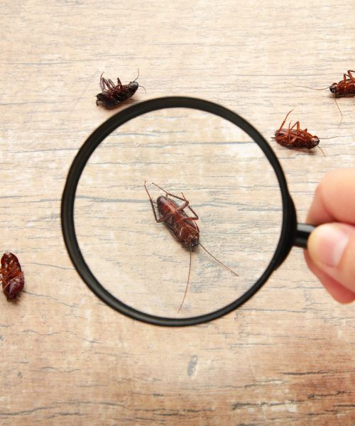 bugs magnifying glass.