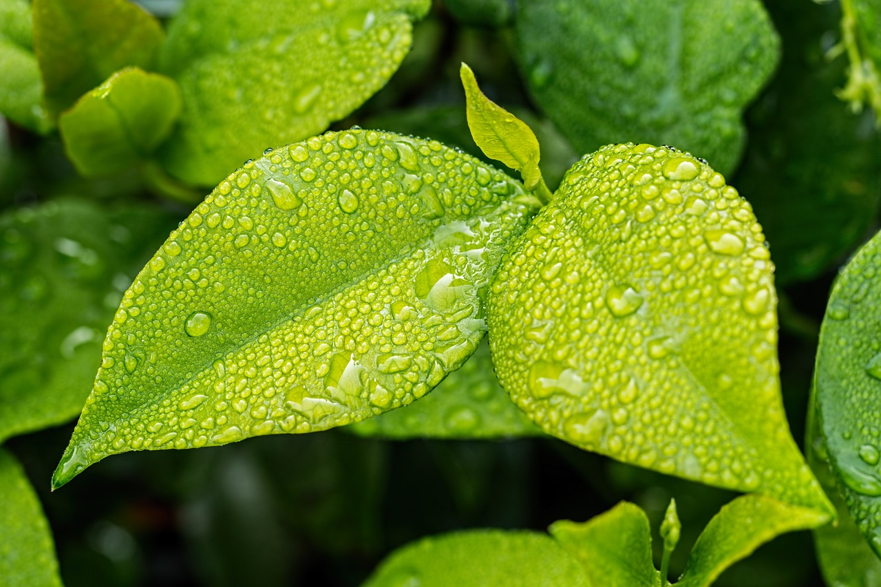 green leaf.