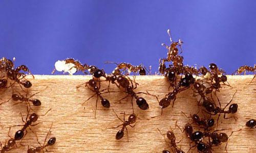 ants.