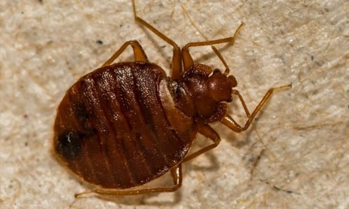 bed bugs.