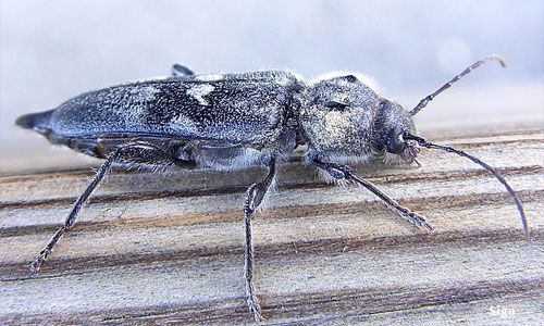 capriocorn wood.