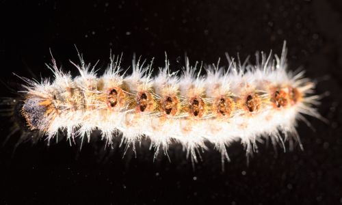 caterpiller.