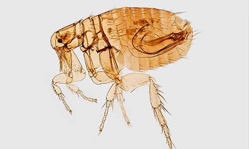 fleas.