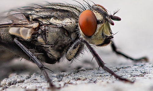 flies.