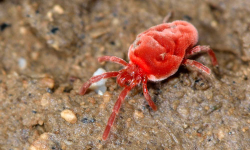 mites.