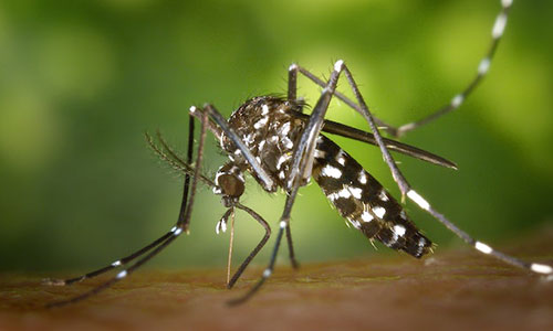 mosquito.