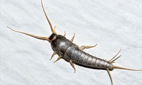silverfish.