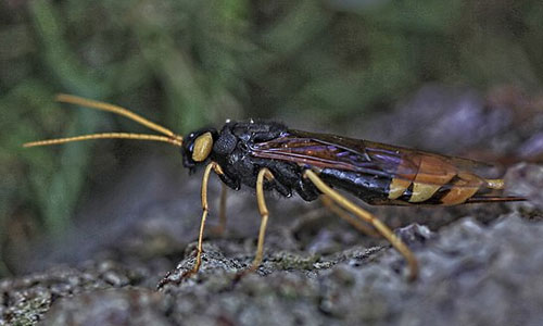 sirex geant.