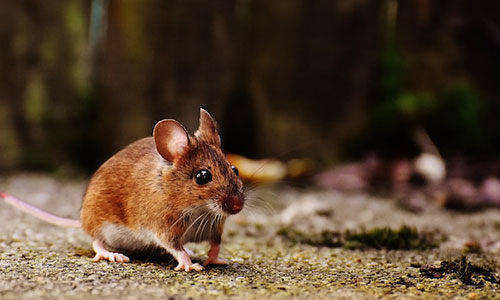 souris.