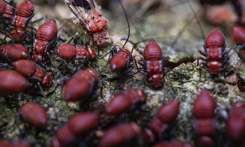 termites.