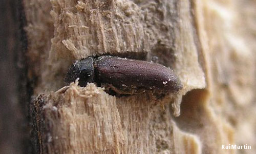 vrillette wood.
