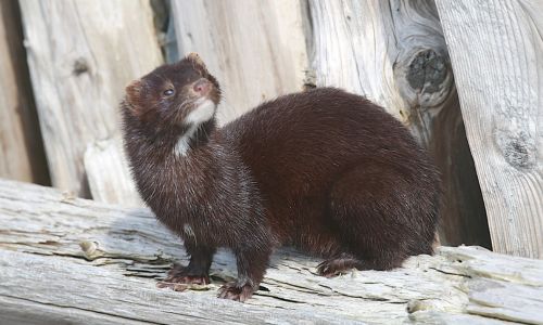 weasels.