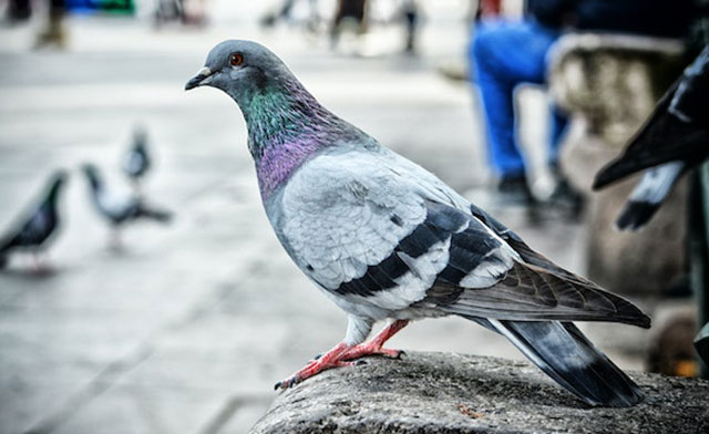 pigeon.