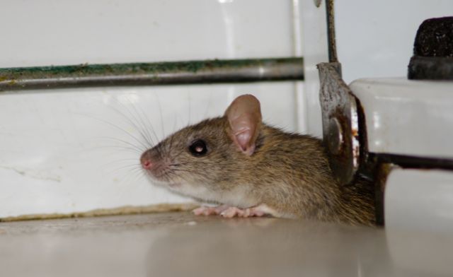 rat.